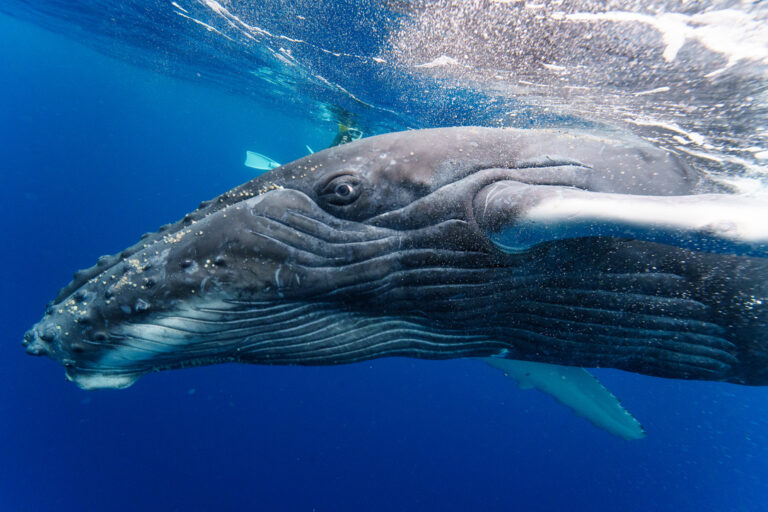 2026シーズン ホエールスイムツアー 予約受付開始！│endolphin